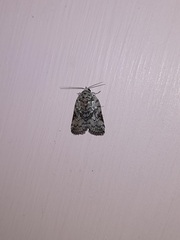 Noctuoidea