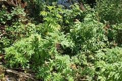 Sambucus ebulus