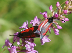 Zygaena