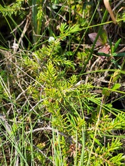 Juniperus horizontalis