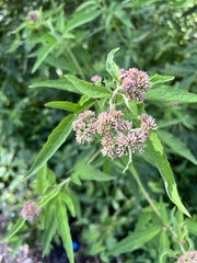 Eupatorium formosanum
