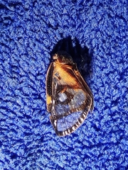 Euricania ocellus
