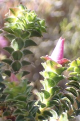 Acmadenia tetragona
