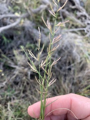 Eragrostis dielsii