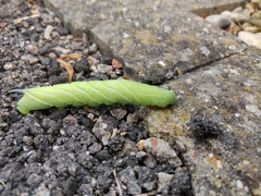 Smerinthus ocellata