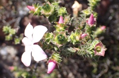 Acmadenia tetragona