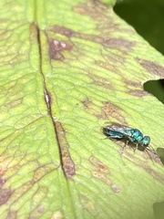 Chrysididae