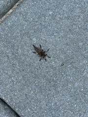 Promachus rufipes