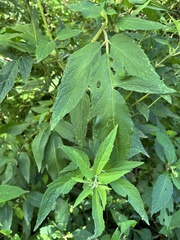 Eupatorium formosanum