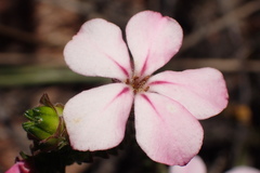 Acmadenia tetragona