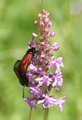 Zygaena