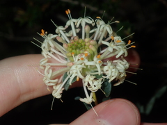 Pimelea