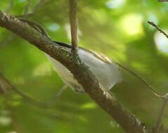 Setophaga pensylvanica