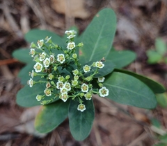 Euphorbia pubentissima