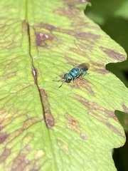 Chrysididae