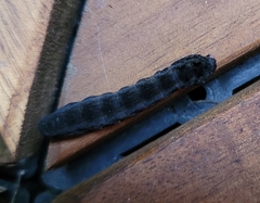 Spodoptera latifascia