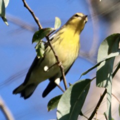 Setophaga fusca