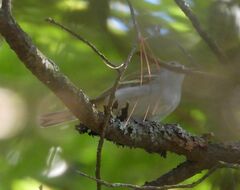 Setophaga pensylvanica