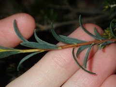 Pimelea