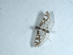 Glyphodes flavizonalis