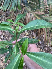 Psychotria daphnoides