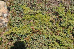 Juniperus communis saxatilis