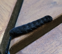 Spodoptera latifascia