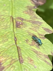 Chrysididae