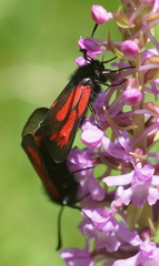 Zygaena