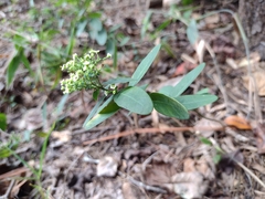 Euphorbia pubentissima