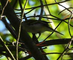 Setophaga pensylvanica