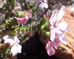 Acmadenia tetragona