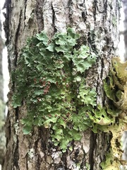 Ricasolia quercizans