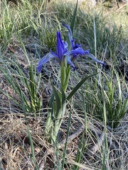 Iris missouriensis