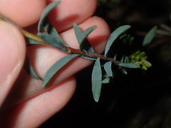 Pimelea