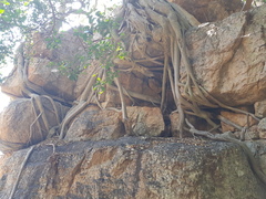 Ficus burkei