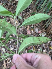 Psychotria daphnoides