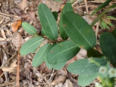 Euphorbia pubentissima
