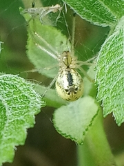 Enoplognatha ovata