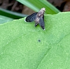 Eutreta noveboracensis