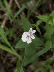 Nemesia diffusa