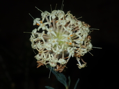 Pimelea
