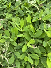 Arachis