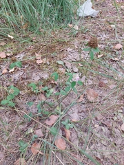 Trifolium