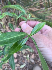Psychotria daphnoides