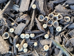 Nidulariaceae