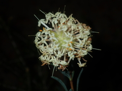Pimelea