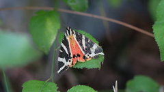 Euplagia quadripunctaria