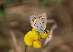 Plebejus argyrognomon