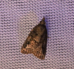 Platynota idaeusalis